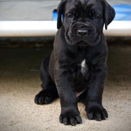 Cane Corso Puppies from Lionheart Cane Corso