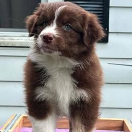 Harmony - Red tri-color female Australian Shepherd puppy in Marshall, Indiana from Larkwood Australian Shepherds