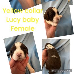 Yellow collar liver and white - Liver and white English Springer Spaniel puppy in Jamestown, Kentucky from Waterworks Springers