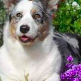 Cardigan Welsh Corgis and English Springer Spaniels from Sun Kissed Kennels