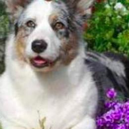Cardigan Welsh Corgis and English Springer Spaniels from Sun Kissed Kennels