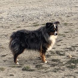 Jack - Toy Australian Shepherd