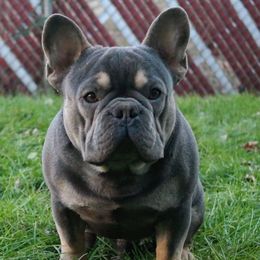 French Bulldogs from Long Island Frenchie