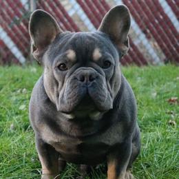 French Bulldogs from Long Island Frenchie