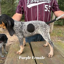 Bluetick Coonhound Puppies from RE Hounds