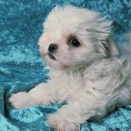 Maltese puppies from Little Loma Maltese