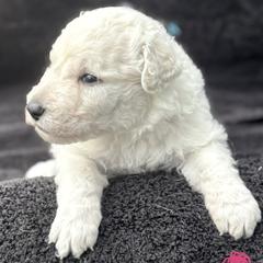 Girl 2 - female Kuvasz puppy in Wimauma, Florida from Whiterock