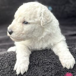 Girl 2 - female Kuvasz puppy in Wimauma, Florida from Whiterock