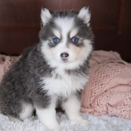 Diamond - Blue female Pomsky puppy in Albany, Indiana from Hatz Off Puppies