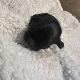 Max - Black and white male Shihpoo puppy in Graham, North Carolina from Geise Meadow Doodles