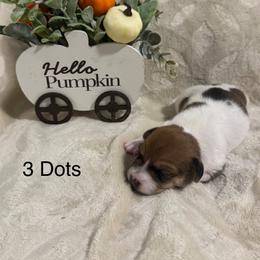 Boy with 3 dots - Brown and white male Jack Russell Terrier puppy in Greeneville, Tennessee from Wampler Jacks