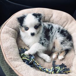Toy Australian Shepherd Puppies from B4 Toy Aussies