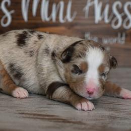 Dixie - Red merle female Miniature Australian Shepherd puppy in Lowgap, North Carolina from Baileys Mini Aussies