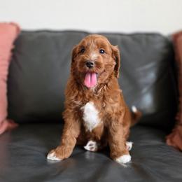 Mbappe - Red  male Goldendoodle puppy in Moses Lake, Washington from Macy Meadows Doodles