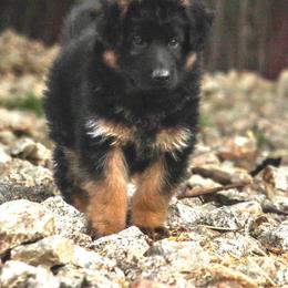 German Shepherd Puppies from Zwinger Vom Greifjäger