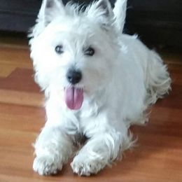 Blizzard - West Highland White Terrier