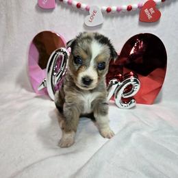 Peppermint - Blue merle female Australian Shepherd puppy in Peach Bottom, Pennsylvania from Arcadia Australian Shepherds