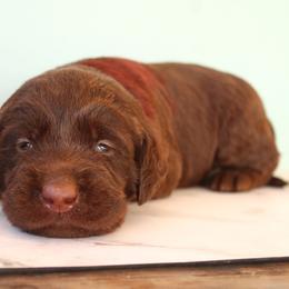 Red collar - Chocolate male Labradoodle puppy in Apache Junction, Arizona from Loving Doodle