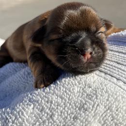 Butterfinger - Brindle male Shorkie puppy in Escondido, California from Yorkies of Escondido