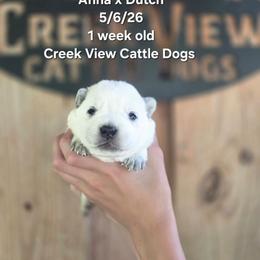 Girl 2 - Blue female Australian Cattle Dog puppy in Monroe, North Carolina from Creek View Cattle Dogs