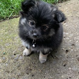 Pomeranian Puppies from Kristin Alsup