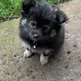 Pomeranian Puppies from Kristin Alsup