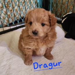 Dagur - Apricot male Poodle puppy in Tyner, Kentucky from Tanner's Majestix Kennels