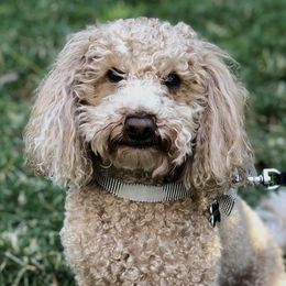 Poodles from Winston Mini Poodle Stud