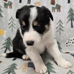 Boys - Tri-color male Border Collie puppy in Pennsylvania from Winter Creek Border Collies