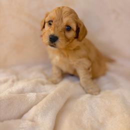 Pico - Apricot male Havapoo puppy in Huntsville, Alabama from Havapoo Kennels