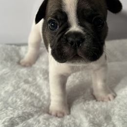 French Bulldog Puppies from Puget Sound Frenchies