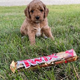 Goldendoodle and Shichon Puppies from Kinzor Kennels