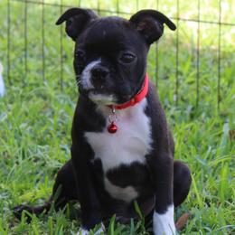 Marvelous Milo - Black brindle and white male Boston Terrier puppy in Brooksville, Florida from Delamorés Pups