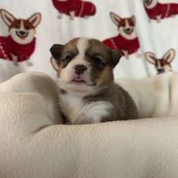 Marilyn Monroe - Red female Pembroke Welsh Corgi puppy in Louisburg, North Carolina from Lucky Penny Corgis