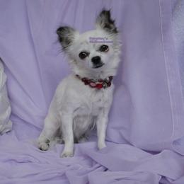 Pearl - Chihuahua