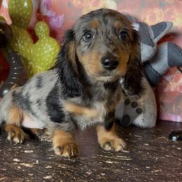 Hunk - Dapple male Dachshund puppy in Floresville, Texas from Muddy River Dachshunds