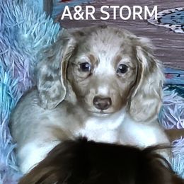 Storm - Dachshund