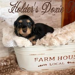 Rowan - Black and cream male Dachshund puppy in Atwood, Oklahoma from Holder’s Doxie Farm