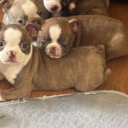 Boston Terrier Puppies from Twist of Faith Farms