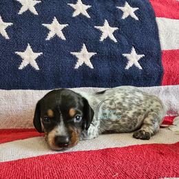 Daisy Black pie smooth girl - Piebald female Dachshund puppy in Herald, California from Bluegum Dachshunds