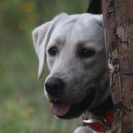 Dusty - Labrador Retriever