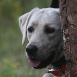 Dusty - Labrador Retriever