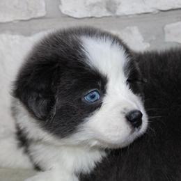 Bailey - Dilute blue female Australian Shepherd puppy in Colorado Springs, Colorado from Rocky Mountain Aussies
