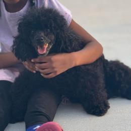 Luna - Black female Poodle puppy in Deltona, Florida from Poodles by CNC