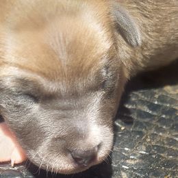 Bell (Liberty) - Blue white and tan Rat Terrier puppy in Modesto, Carlsbad, Ca, California from rosebud terriers