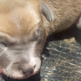 Bell (Liberty) - Blue white and tan Rat Terrier puppy in Modesto, Carlsbad, Ca, California from rosebud terriers