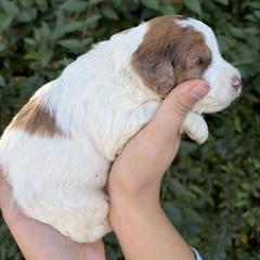 Caroline - female Whoodle puppy in Gilbert, Arizona from Gilbert Bernedoodles & Whoodles