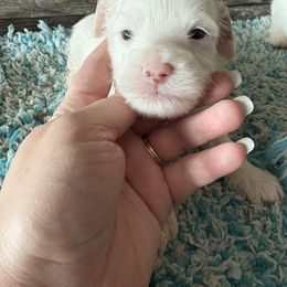 Avalanche - Blenheim male Cavapoo puppy in Osseo, Michigan from Smiths Fluffy butts