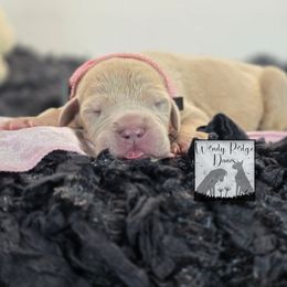 Light pink collar - Silver female Great Dane puppy in Lore City, Ohio from Windy Ridge Danes