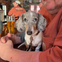 Pixie - Dachshund